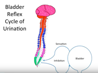 How Does Spinal Cord Injury Effect the Bladder? image thumbnail